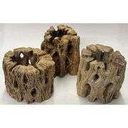 Lot of 3 Natural Cholla Wood Air Plant Holders