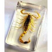 Real Golden Scorpion in Clear Resin