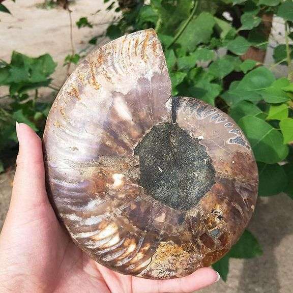 Natural Ammonite Fossil Conch