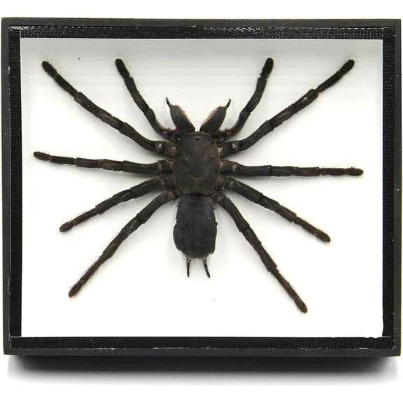 Real Bird-Eating Tarantula Museum-Quality Spider