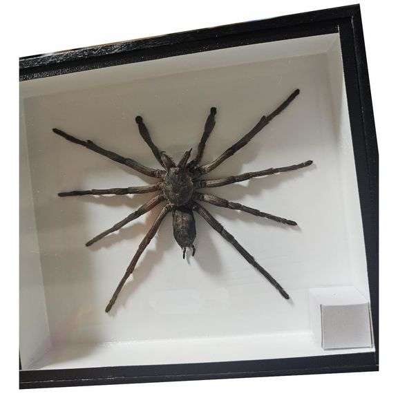 Real Bird-Eating Tarantula Museum-Quality Spider