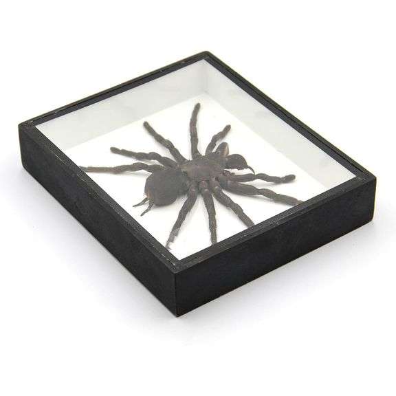 Real Bird-Eating Tarantula Museum-Quality Spider