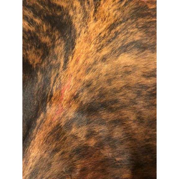 Genuine Cowhide Rug Large 6x7 Foot Tricolor Real Cowhide