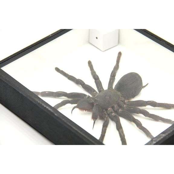 Real Bird-Eating Tarantula Museum-Quality Spider