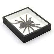 Real Bird-Eating Tarantula Museum-Quality Spider