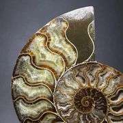 Natural Ammonite Fossil Conch