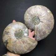 Natural Ammonite Fossil Conch