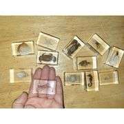 Lot of 12 Preserved Creatures