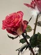 Photorealistic Elegant Modern Rose Still Life