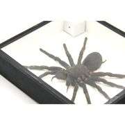 Real Bird-Eating Tarantula Museum-Quality Spider