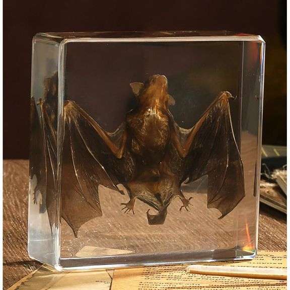Real Preserved Bat Paperweight in Resin