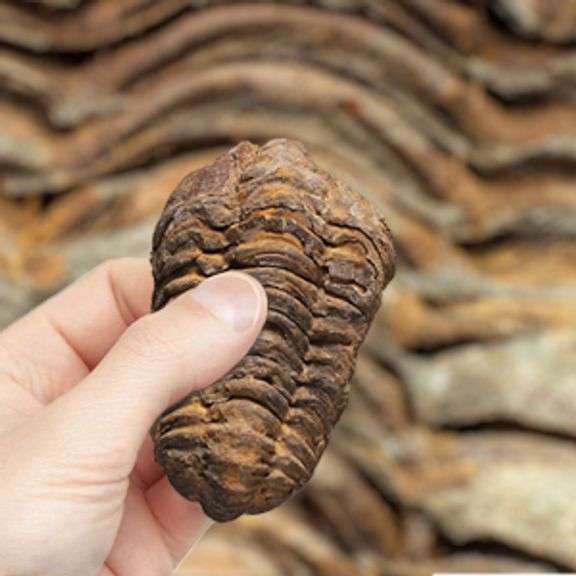 Trilobite Fossil from Morocco Real Fossil