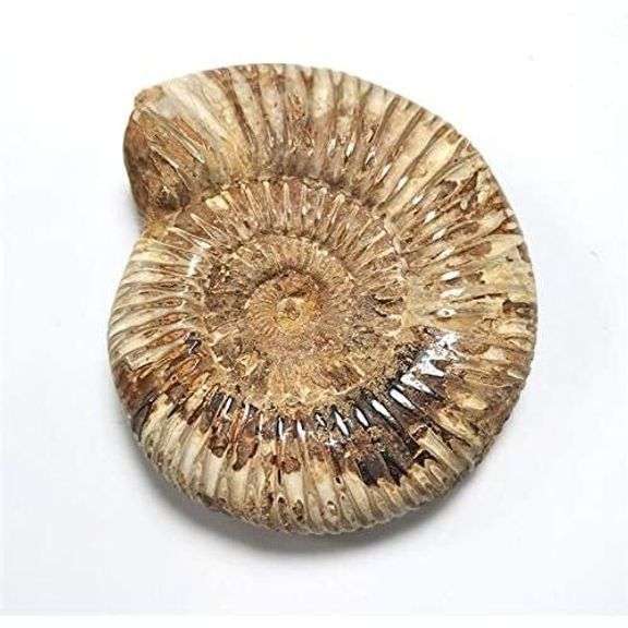 Genuine Ammonite Fossil