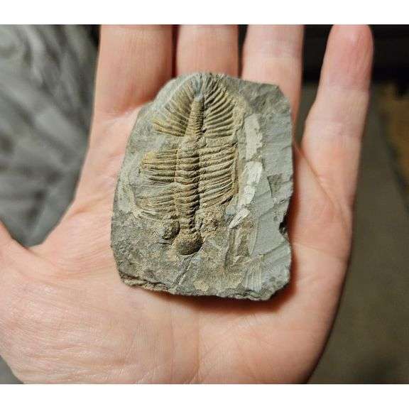 Real Trilobite Fossil 450 Million Years Old
