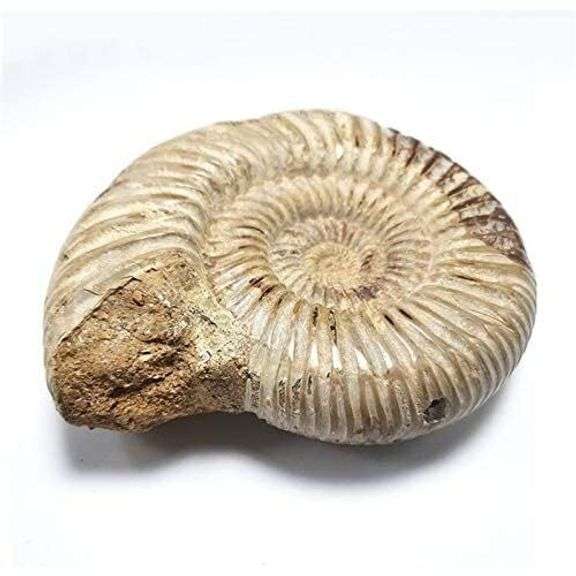 Genuine Ammonite Fossil