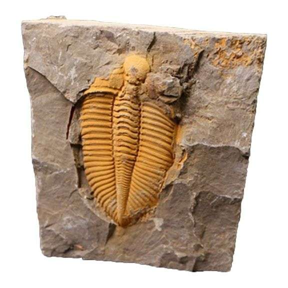 Real Trilobite Fossil 450 Million Years Old