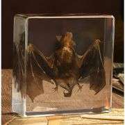 Real Preserved Bat Paperweight in Resin