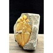 Real Trilobite Fossil 450 Million Years Old
