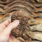 Trilobite Fossil from Morocco Real Fossil
