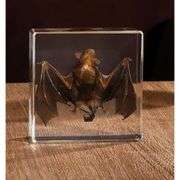 Real Preserved Bat Paperweight in Resin