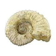 Genuine Ammonite Fossil