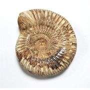 Genuine Ammonite Fossil