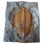 Real Trilobite Fossil 450 Million Years Old