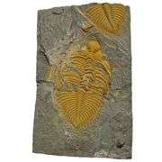 Real Trilobite Fossil 450 Million Years Old