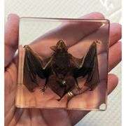 Real Preserved Bat Paperweight in Resin