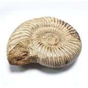 Genuine Ammonite Fossil