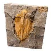 Real Trilobite Fossil 450 Million Years Old