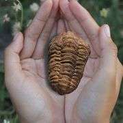 Trilobite Fossil from Morocco Real Fossil