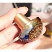 Set of 2 Chakra Ammonite Fossil Drawer Knobs with Brass Handle