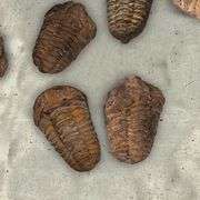 Trilobite Fossil from Morocco Real Fossil