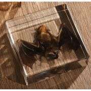 Real Preserved Bat Paperweight in Resin