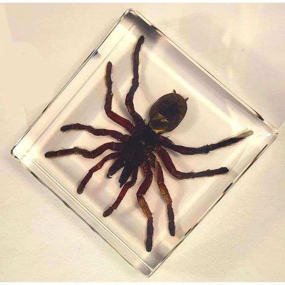 Real Tarantula Spider Preserved Specimen