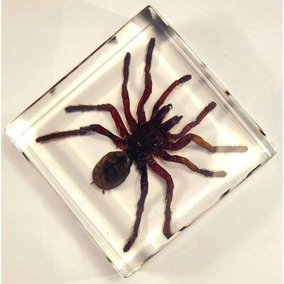 Real Tarantula Spider Preserved Specimen