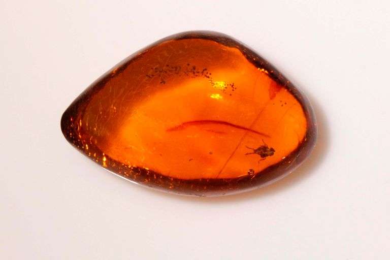 20,000 Old Natural Amber with Insects