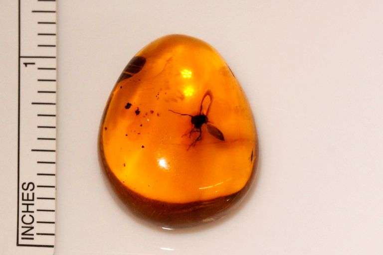 20,000 Old Natural Amber with Insects