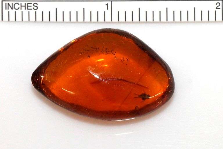 20,000 Old Natural Amber with Insects