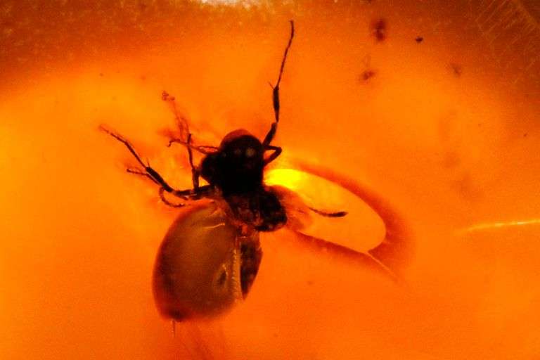 20,000 Old Natural Amber with Insects
