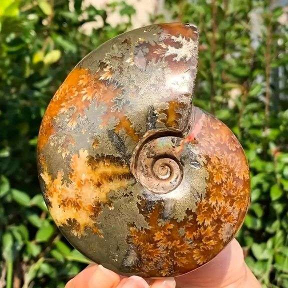 Polished Ammonite Conch Fossil Stone