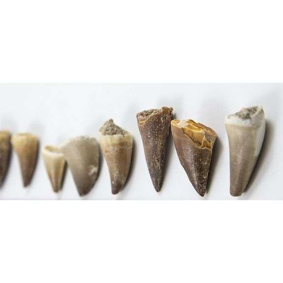 Genuine Mosasaur Dinosaur Teeth Late Cretaceous Fossils