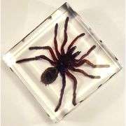 Real Tarantula Spider Preserved Specimen