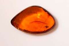 20,000 Old Natural Amber with Insects