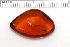 20,000 Old Natural Amber with Insects