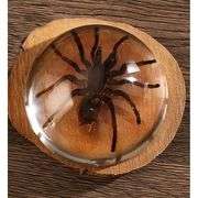 Real Spider Specimen in Resin