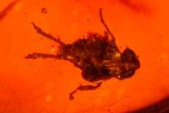 20,000 Old Natural Amber with Insects