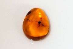 20,000 Old Natural Amber with Insects