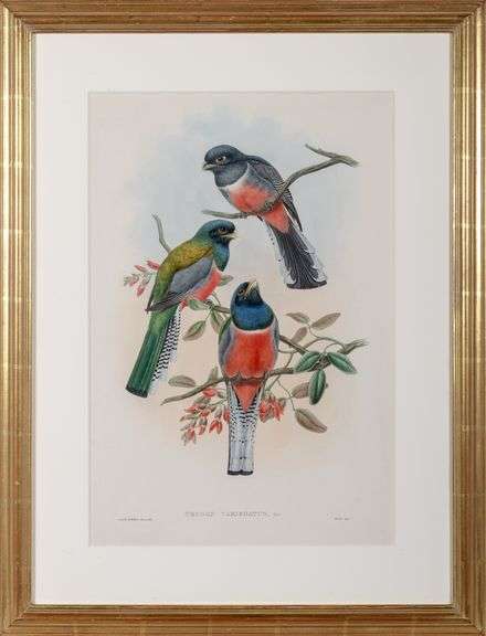 Exclusive John Gould Hand-Colored Lithograph Trogon Bird, 1858-82 John Gould Trogon Variegatus